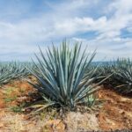 agave tequila