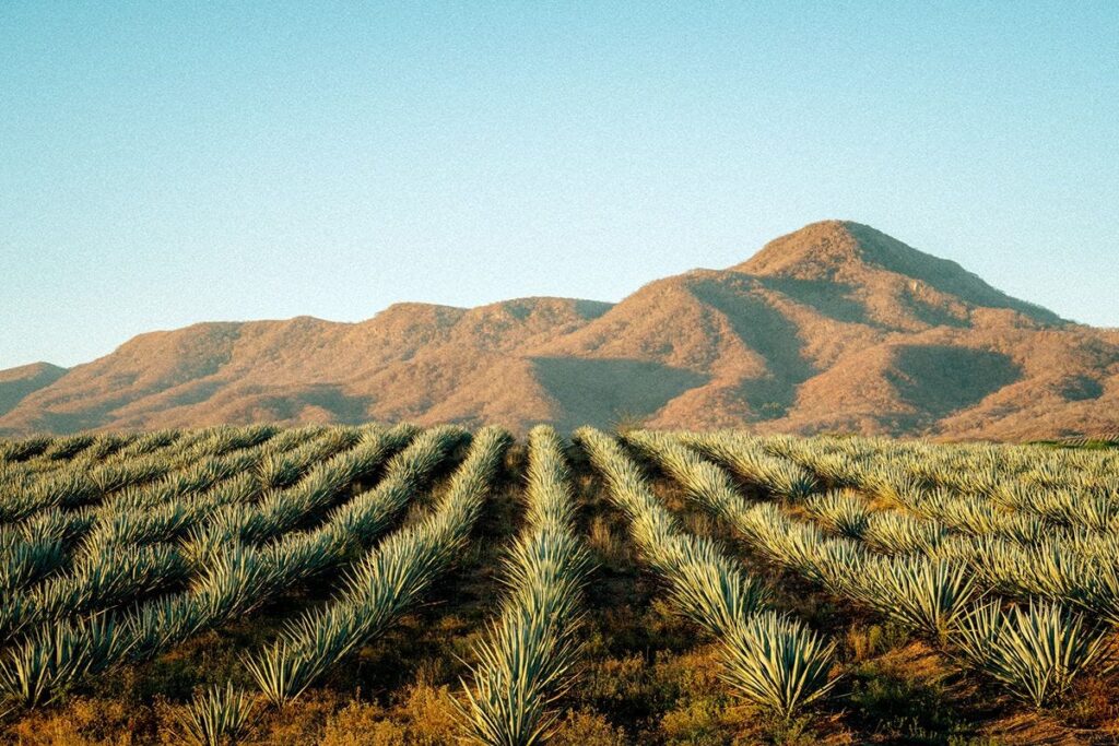 agave