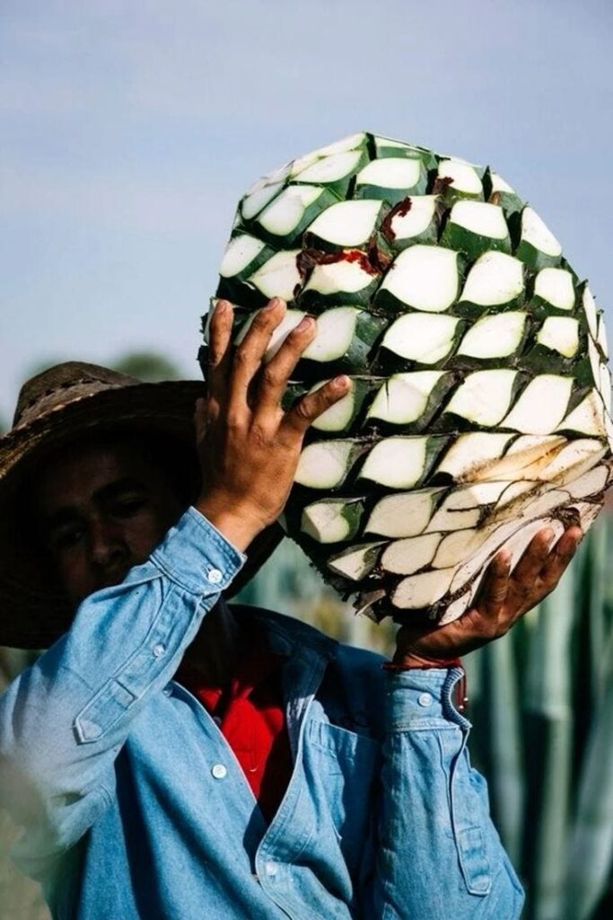farmer holding agave plant