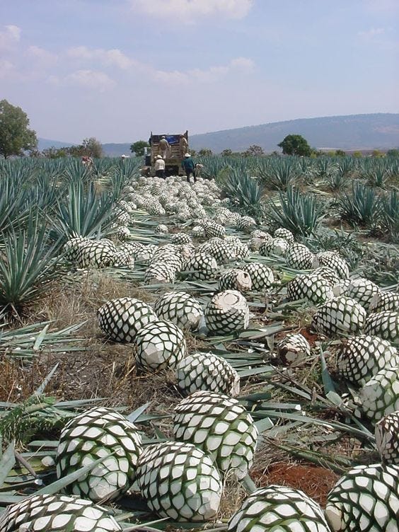 agave farm