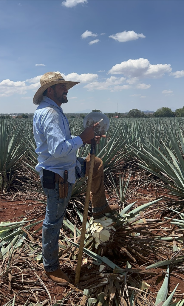 agave farmer