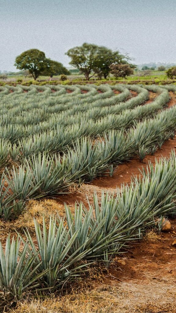 agave