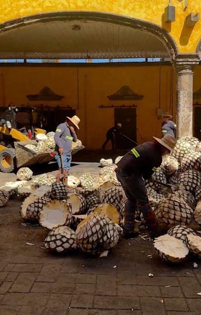 agave processing