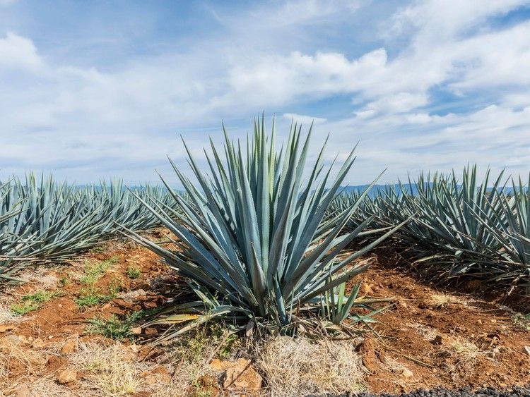 agave tequila