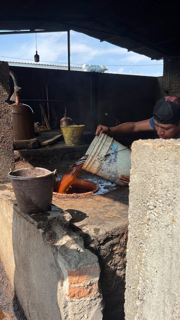 processing agave