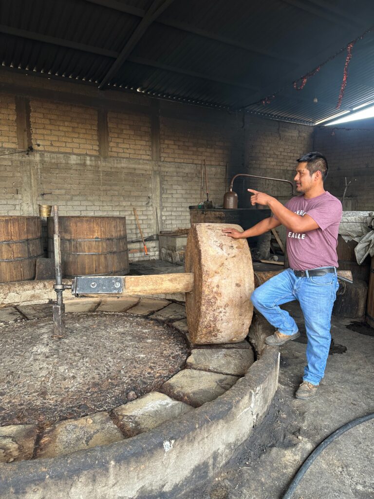 processing agave