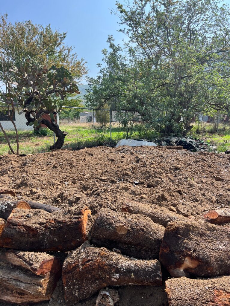 processing agave