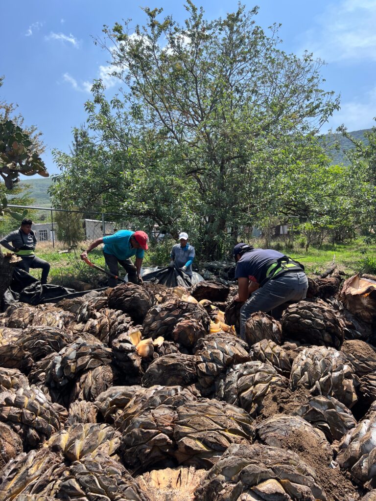 processing agave