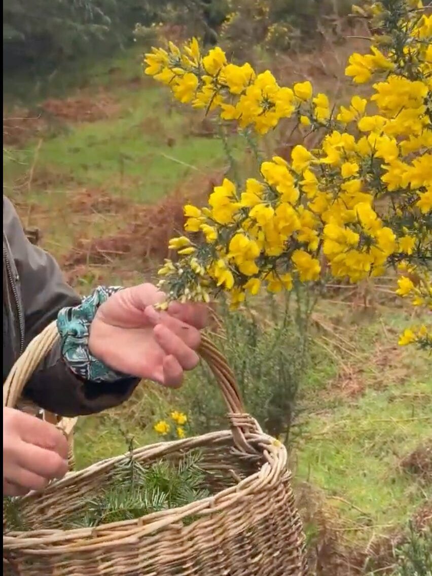 yellow flowers